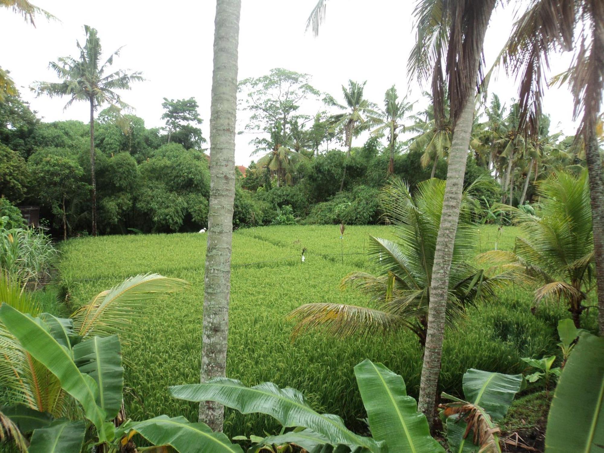 Villa Bhuana Alit Ubud Habitación foto